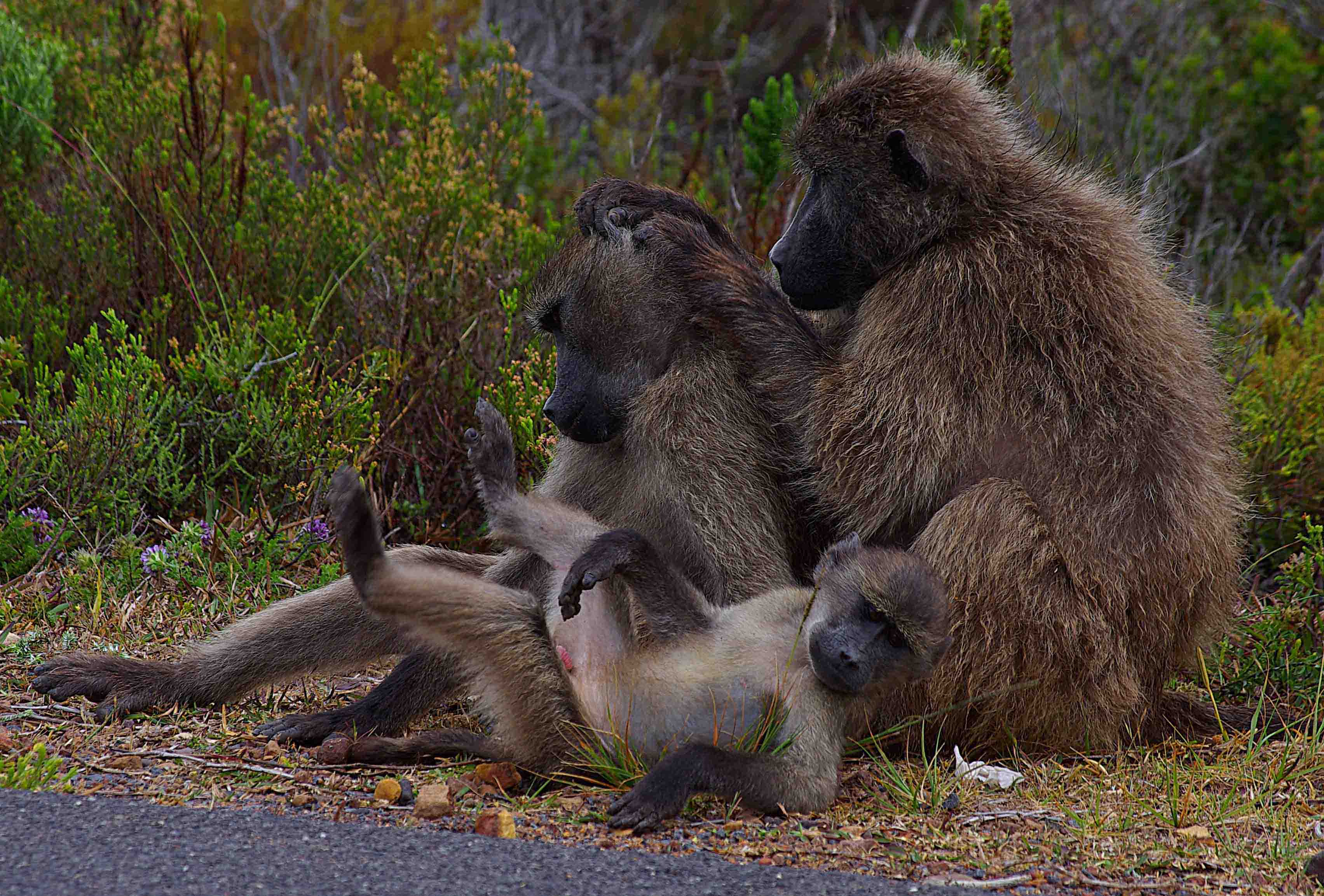 Chacma Baboons