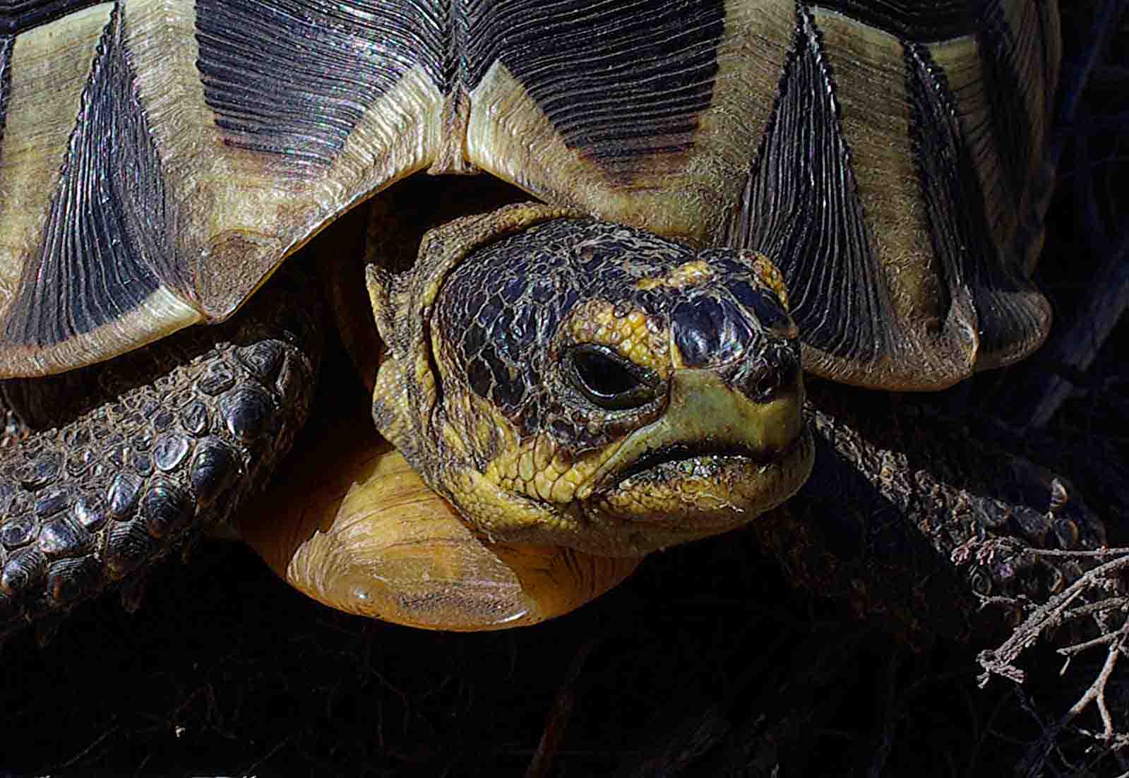 Angular Tortoise