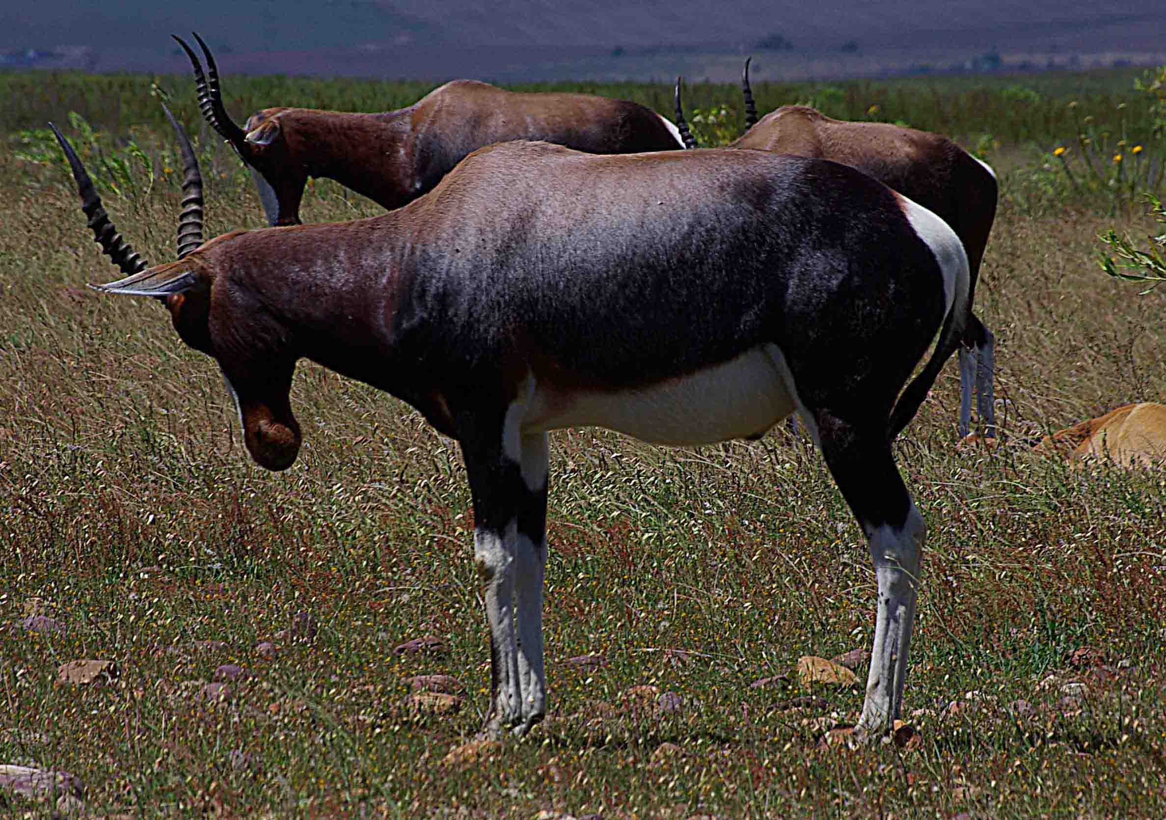 Bontebok