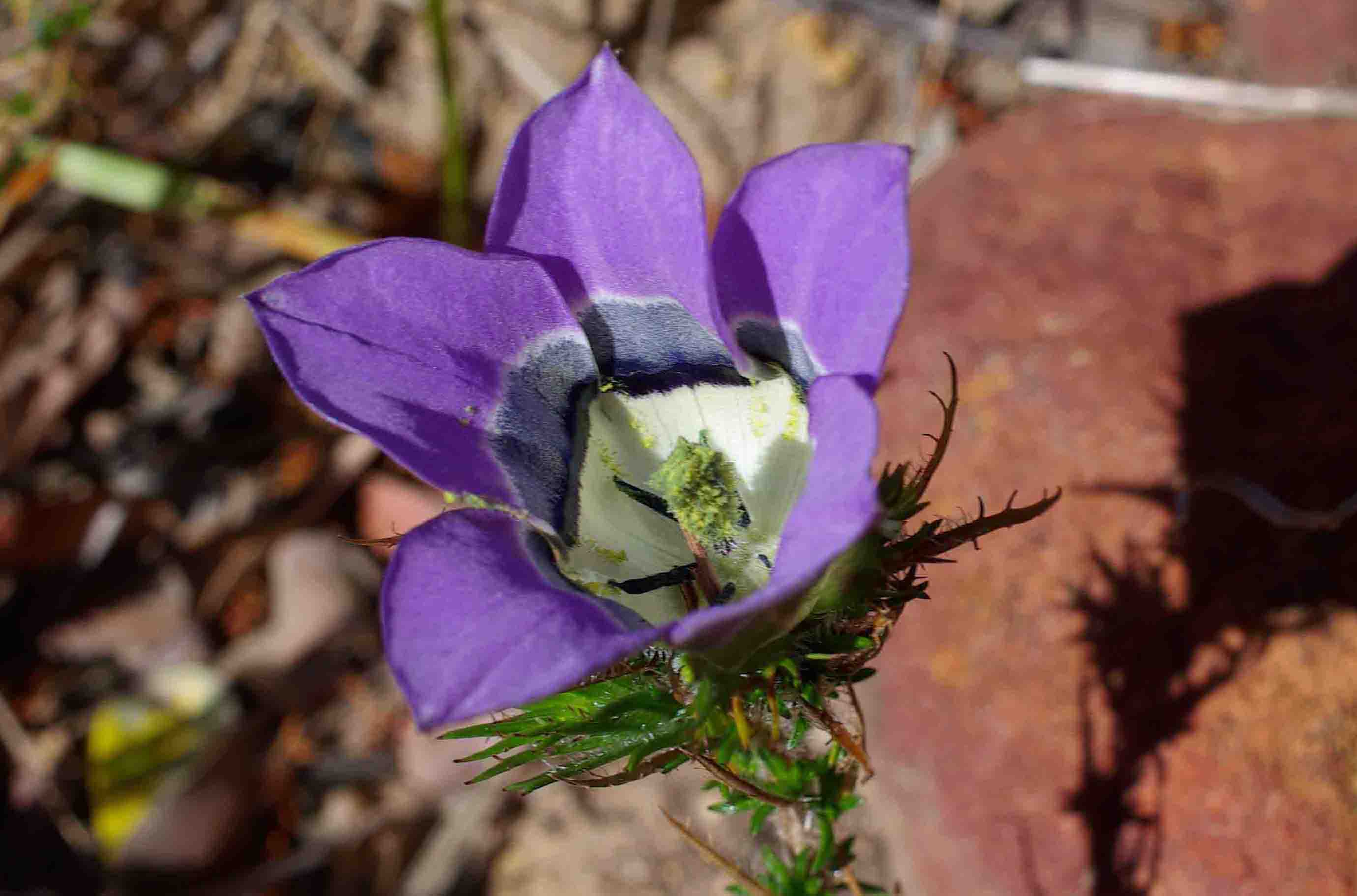 Roella ciliata