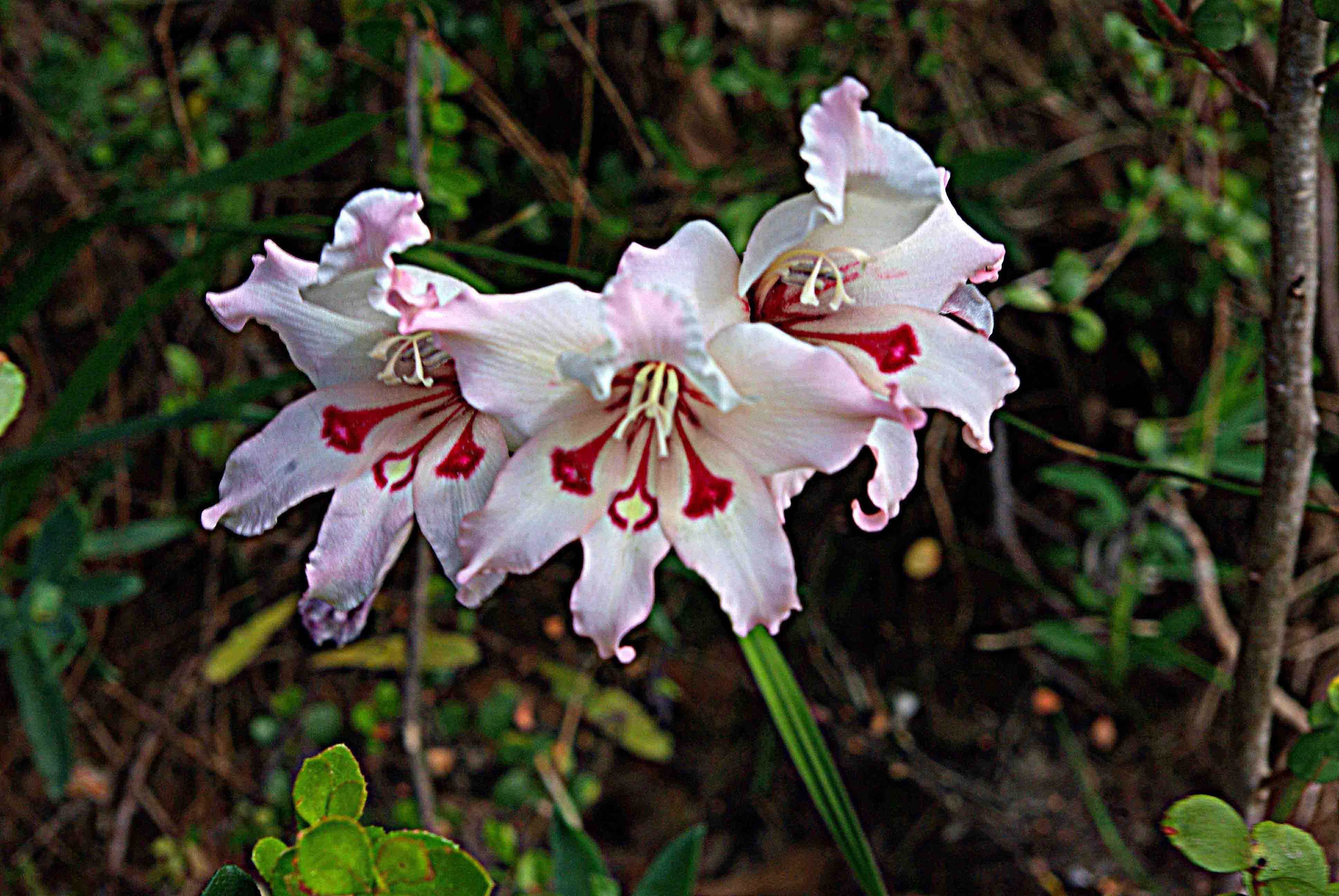 Gladiolus carneus