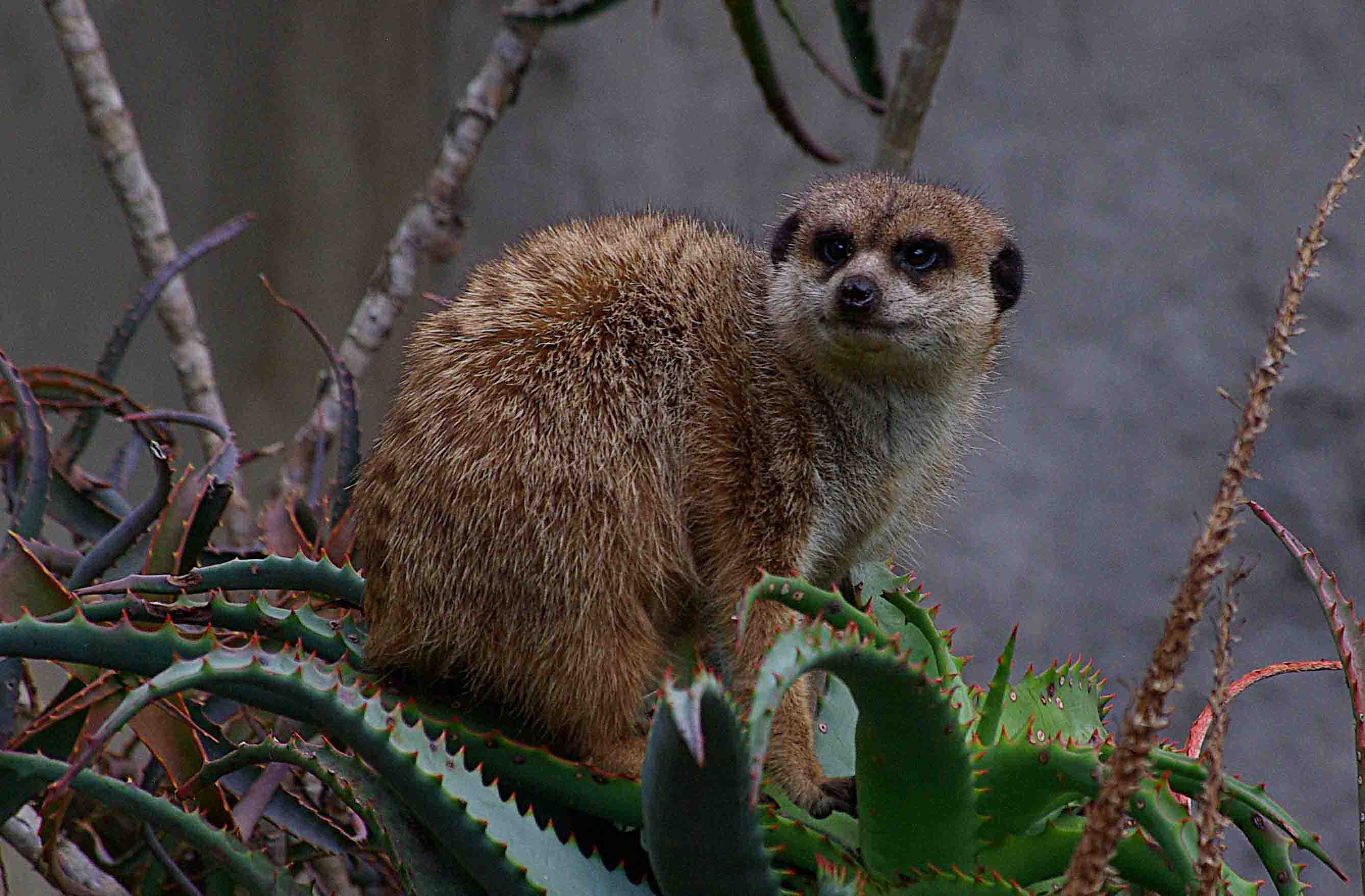 Meerkat