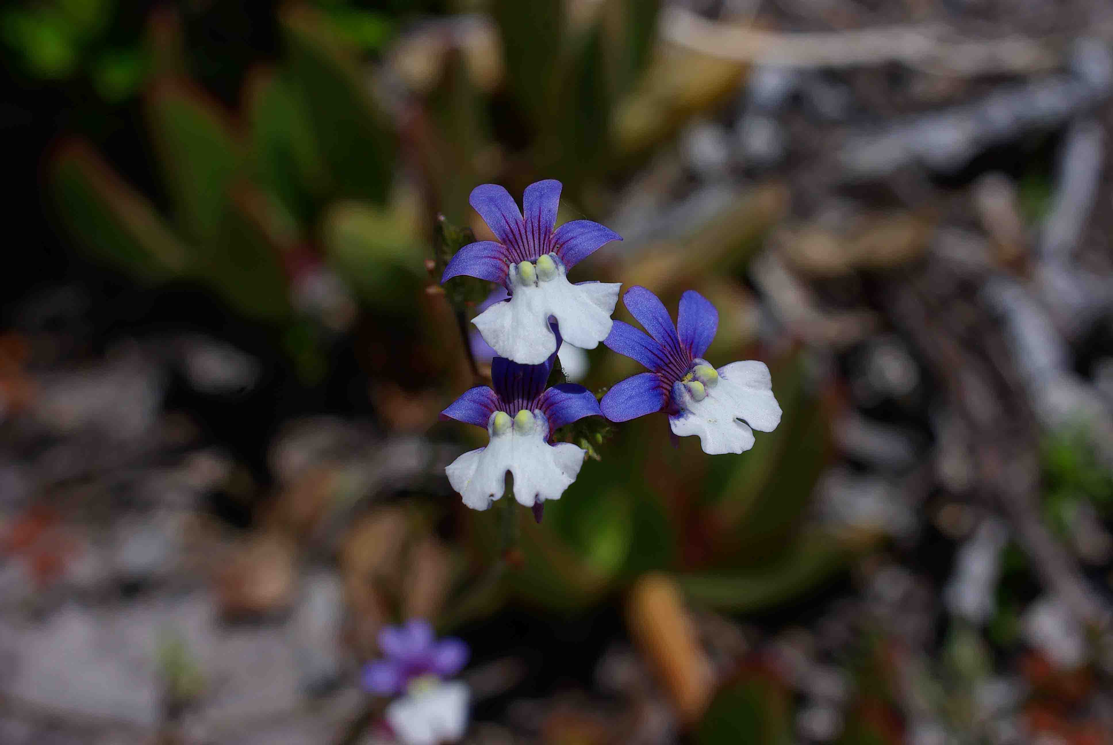 Nemesia affinis